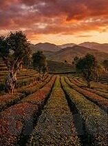 蜡笔小新画大象视频-蜡笔小新，画大象的奇妙旅程