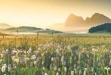 麻豆文化传媒网站地址-不可言说的秘密花园——探寻‘麻豆文化’的领地