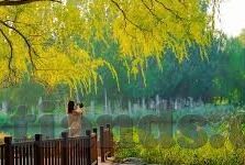 免费av在线麻豆-影音佳选，免费av在线麻豆的多样呈现